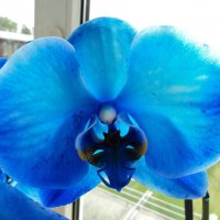 орхидея :: kuta75 оля оля
