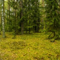 Прогулка по лесу :: Игорь Сикорский