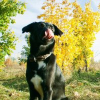Собака по имени Осень :: Юлия Ярушкина