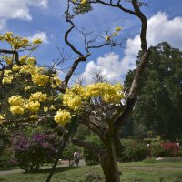 Королевский ботанический сад в январе. Цейлон. :: Юрий Воронов