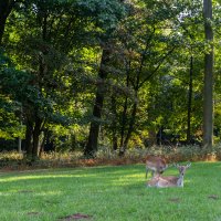 Wildpark, Düsseldorf :: Witalij Loewin