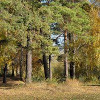 Осенний лес :: Дмитрий Конев