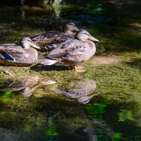 Хорватия, Сплит, национальный парк. :: Сергей Бурлакин