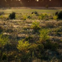 Золотой час :: Татьяна Курамшина