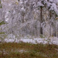 Первый снег---12 :: Владимир Холодный