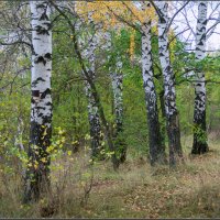 *** :: Александр Лихачёв