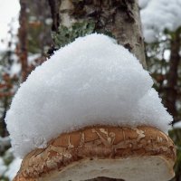 Первый снег :: Сергей Комков