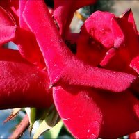 Лепестки розы :: Нина Корешкова