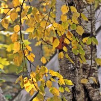Осенние листья :: ivolga 