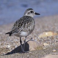 Тулес (Pluvialis squatarola) :: Наталья Волкова