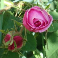 Начало цветения чайной розы :: Нина Корешкова