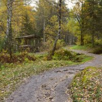 Осенняя тропа здоровья :: Николай Воробьёв 