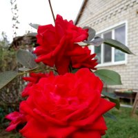 роза красавица :: Антонина Владимировна Завальнюк