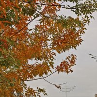 Золотая осень в Ташкенте :: Светлана 