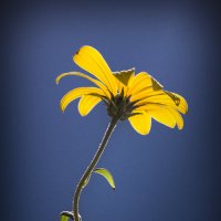 "солнечный" цветок :: Светлана Горбачёва