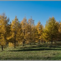 Золотая осень :: Владимир Белов