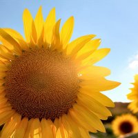 цветы солнца :: андрей поляков