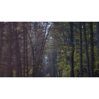 Таинственный лес :: Ли Лесная
