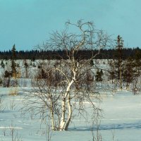 Северные березы :: Алла Рыженко