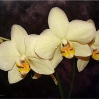 Орхидея :: °•●Елена●•° ♀