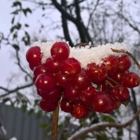 Первый снег :: Митя Дмитрий Митя