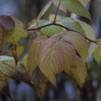 Осенние листья :: Aнна Зарубина