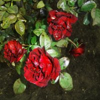 Красные розы :: Татьяна Королёва