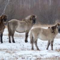 Якутские лошади :: Alexander Dersu
