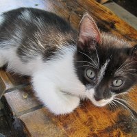Котёнок :: Вера Щукина