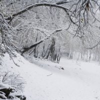 Снежная осень :: Оксана Сергеева