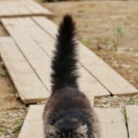 Суровая деревенская кошка Барса :: Игорь Смолин