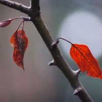 Осенние листья :: Aнна Зарубина