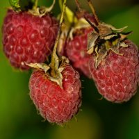 Вкусные ягодки... :: Владимир Ильич Батарин