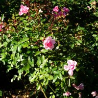 Парковые розы в сентябре... :: Тамара (st.tamara)