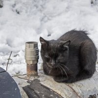 Про снег, кота и тёплую трубу. :: Александр Кемпанен
