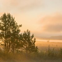 Утренний туман :: Андрей Климов