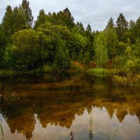 Озеро в лесу :: Татьяна Афанасьева