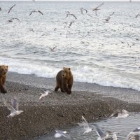 Медведи на море :: Сеня Забелин