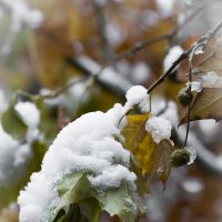 С первым мокрым снегом, Германия! :: Татьяна Bartel