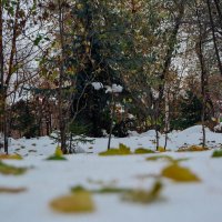 Листья на снегу :: Света Кондрашова