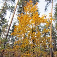 Осенний лес :: Герович Лилия 