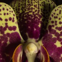 Орхидея :: Элен Шендо