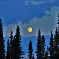 Луна над пихтачом :: Сергей Чиняев 