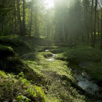 Таинственный лес :: Владимир Игошин