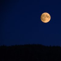 Луна над лесом :: Евгений Ломко