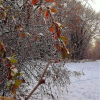 Красные ягодки барбариса :: Светлана Лысенко