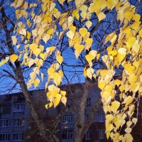 Осенние листья :: Валерий Талашов