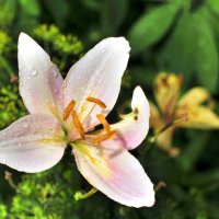 delicate pink flower with raindrops on petals :: valery60 