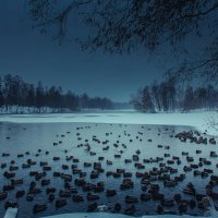 Утренний ноябрь :: Алёнка Шапран