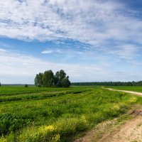 Проселочная дорога :: Владимир Безбородов